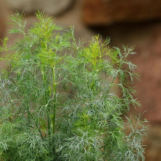Anethum graveolens 'Fernleaf' - Fernleaf Dill
