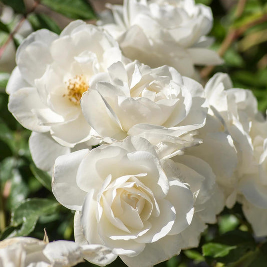 Rosa 'Korbin' - Iceberg Rose