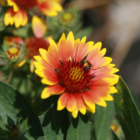 Gaillardia x aristata 'Arizona Sun' - Arizona Sun Blanket Flower