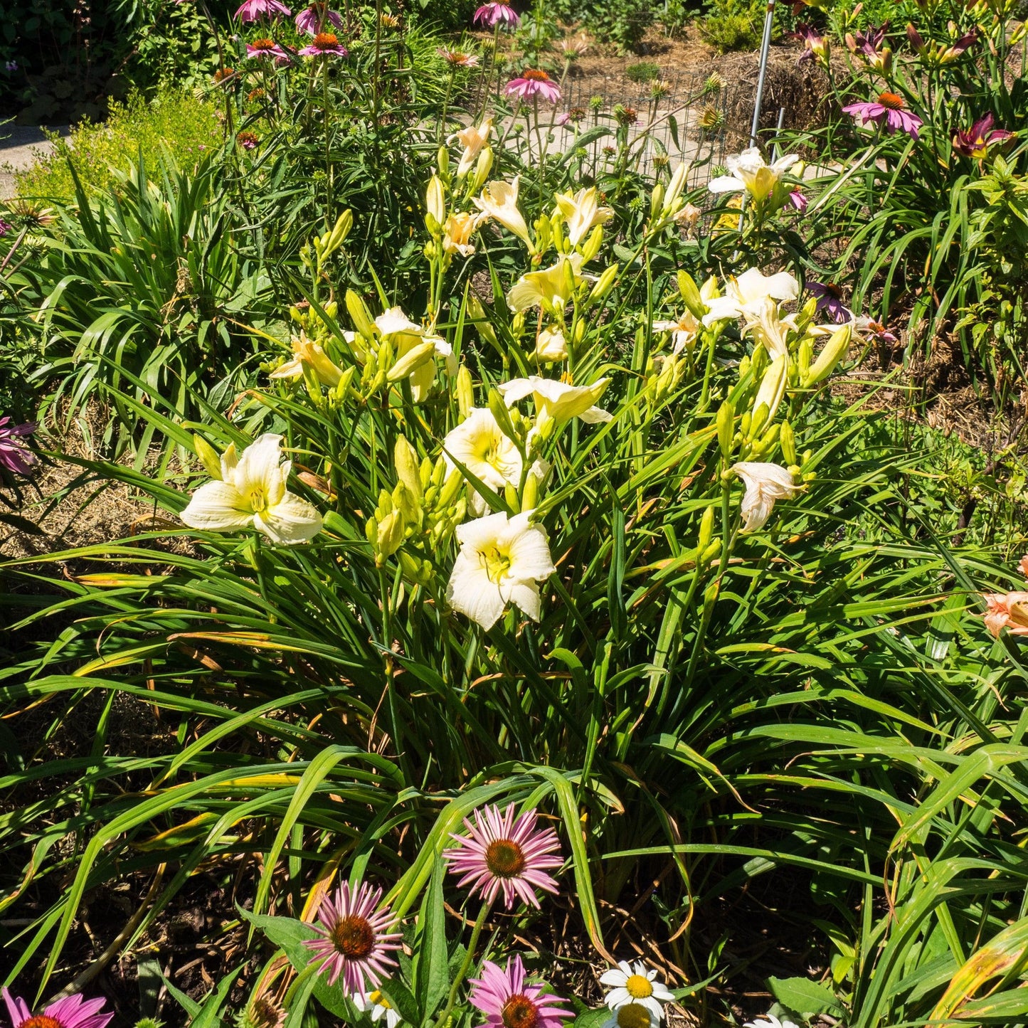 Hemerocallis 'Joan Senior' - Joan Senior Daylily