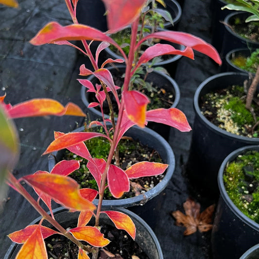 Enkianthus campanulatus 'Showy Lanterns' - Showy Lanterns Enkianthus