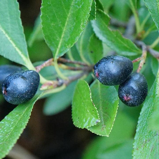 Aronia melanocarpa 'UCONNAM012' - PW® Ground Hug® Aronia