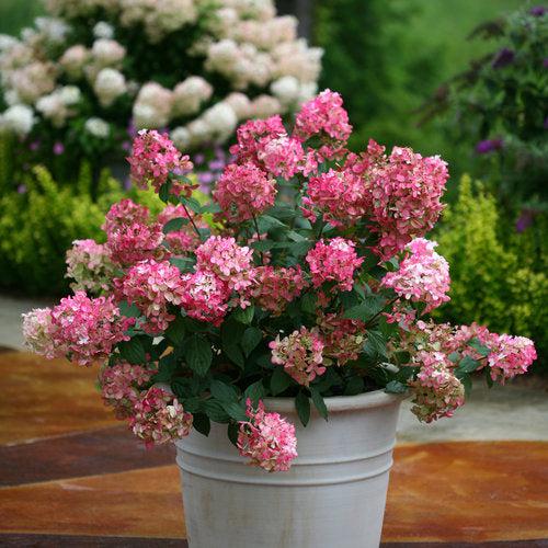 Hydrangea paniculata 'SMHPFL' PP25,135 - Fire Light® Hardy Hydrangea