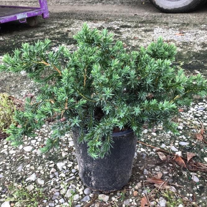 Juniperus conferta 'Blue Pacific' - Blue Pacific Shore Juniper