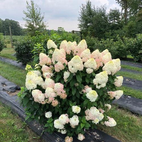 Hydrangea paniculata 'SMNHPM' - Quick Fire Fab® Hydrangea