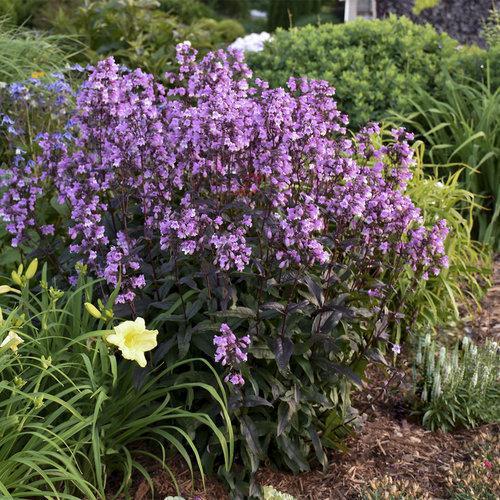 Penstemon ‘Midnight Masquerade’ - Midnight Masquerade Beardtongue