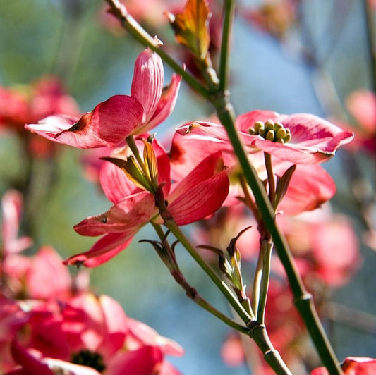 Cornus florida 'Comco No. 1' - Cherokee Brave Dogwood