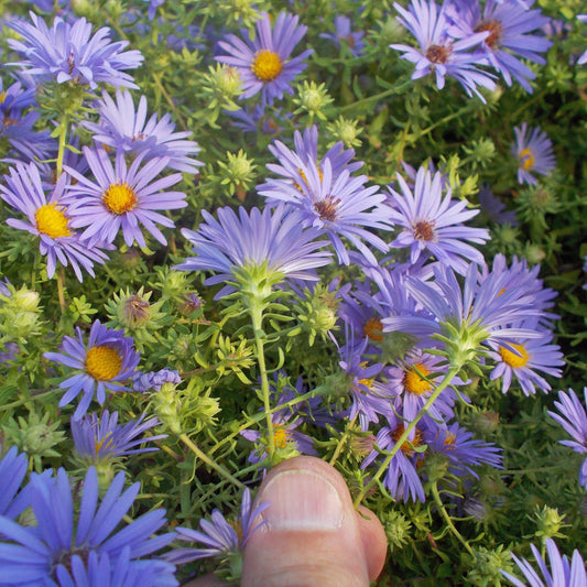 Aster oblongifolium 'October Skies' - October Skies Aromatic Aster