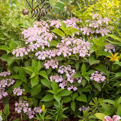 Hydrangea serrata 'MAKD' - Tiny Tuff Stuff™ Hydrangea