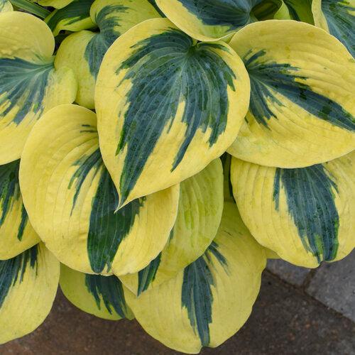 Hosta 'Autumn Frost' PP23,224 - PW® Shadowland® Autumn Frost Hosta