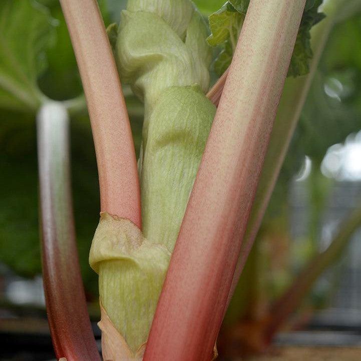 Rheum 'Victoria' - Victoria Rhubarb