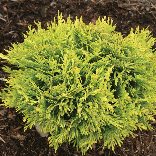 Thuja occidentalis 'Anna van Vloten' USPP 25,868 - Anna's Magic Ball® Arborvitae