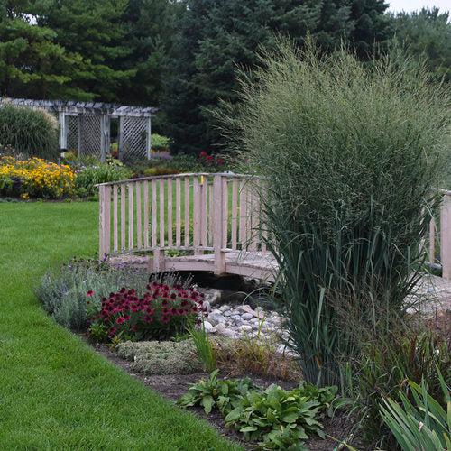 Panicum virgatum 'Totem Pole' 29,951 - Prairie Winds® Totem Pole Switch Grass