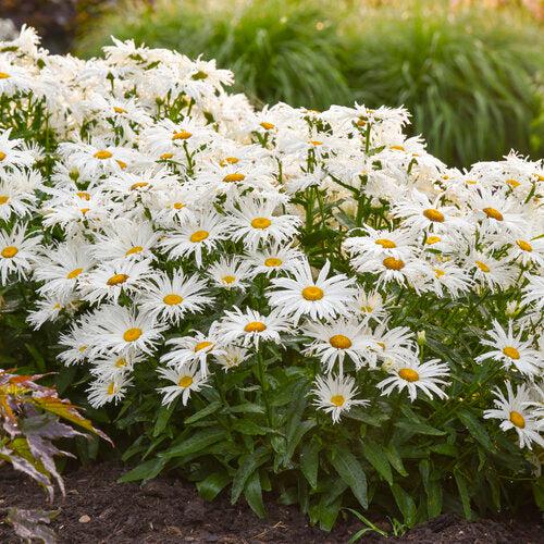 Leucanthemum superbum ’Spun Silk’ - Amazing Daisies® Spun Silk Shasta Daisy