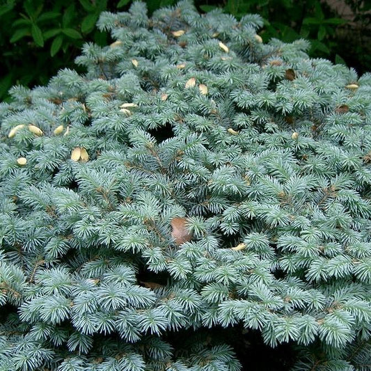Picea pungens 'Globosa' - Globe Blue Spruce