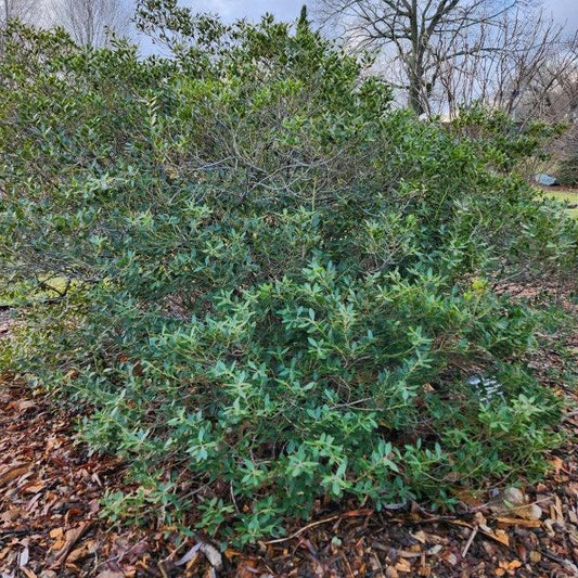 Ilex glabra 'Alexander' - Forever Emerald™ Inkberry