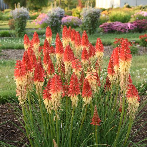 Kniphofia 'Rocket's Red Glare' - PW® Pyromania® Rocket's Red Glare Red Hot Poker, Torch Lily