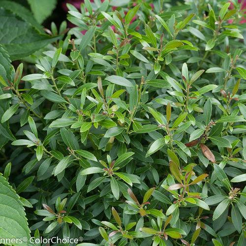 Ilex glabra 'SMNIGAB17' - Gem Box® Inkberry Holly