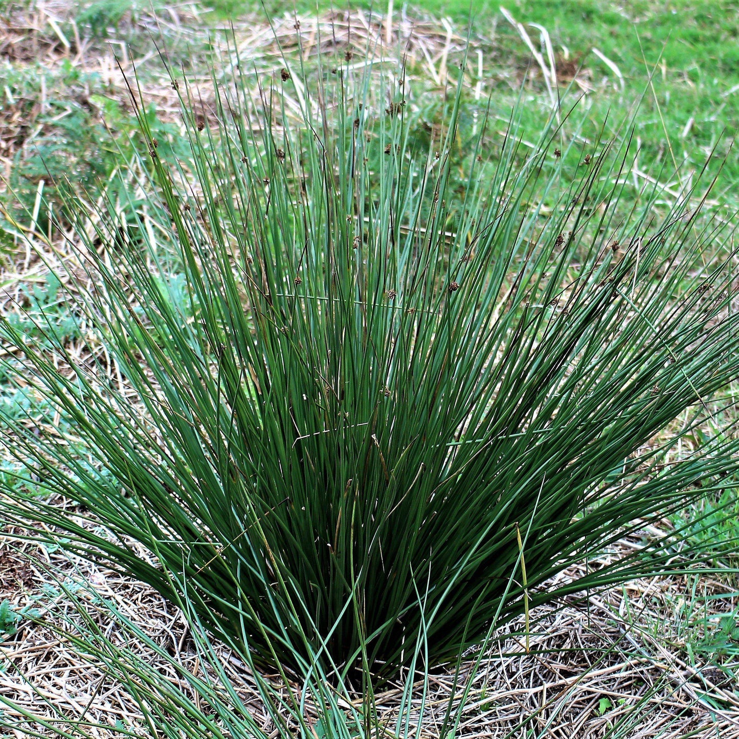Juncus effusus - Soft Rush