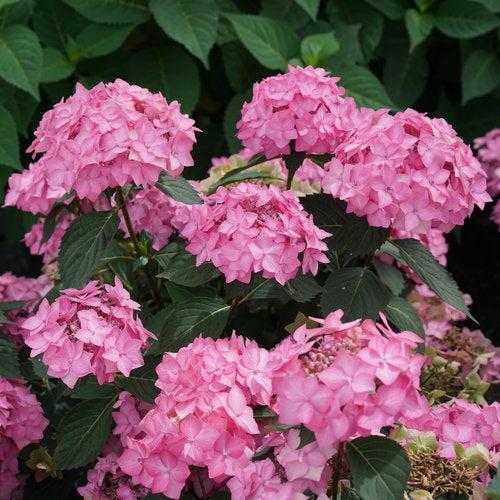 Hydrangea serrata 'SMNHSI' - Let's Dance® Can Do!® Hydrangea