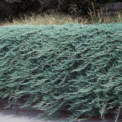 Juniperus horizontalis 'Bar Harbor' - Bar Harbor Juniper