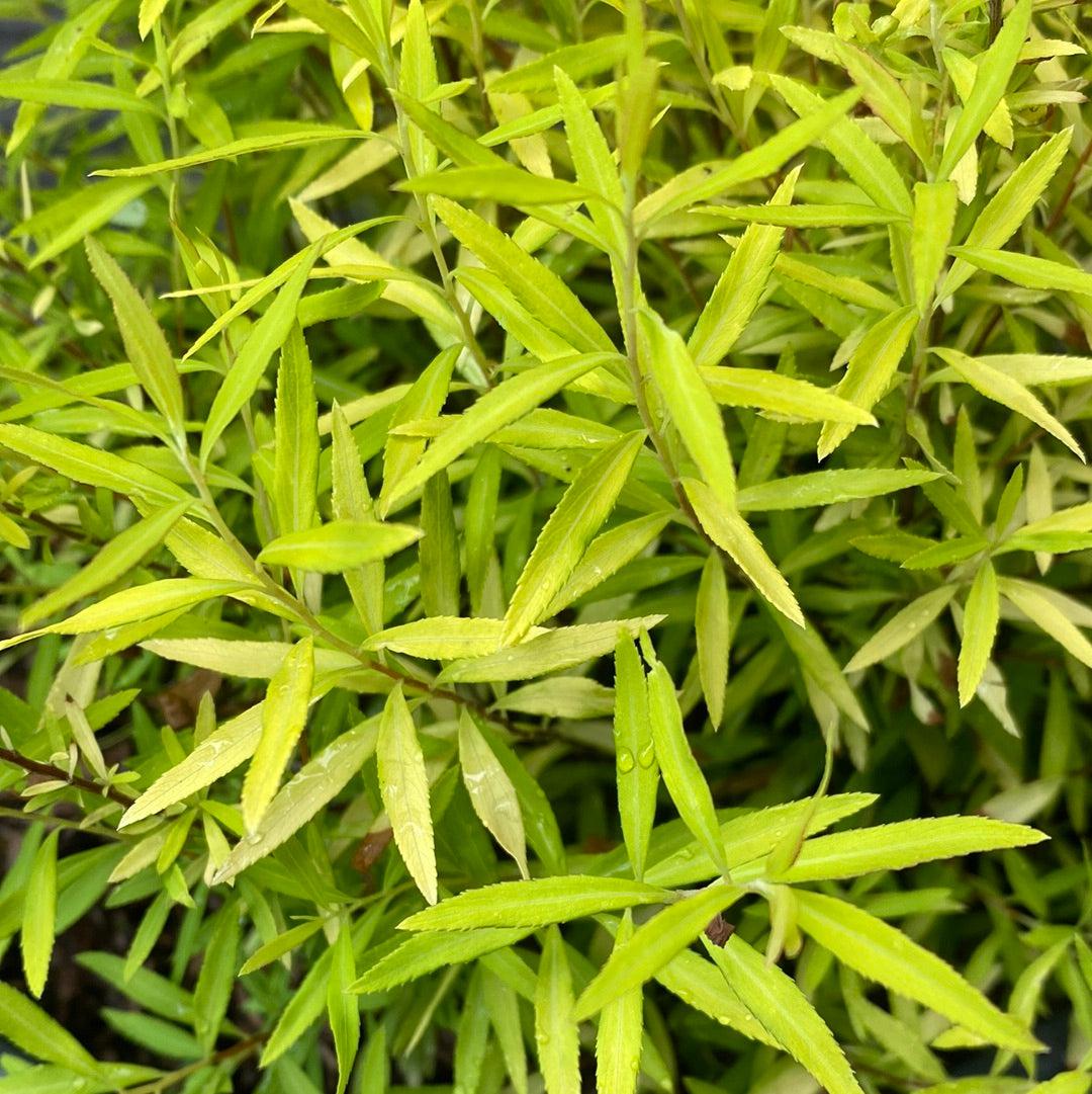 Spiraea thunbergii 'Ogon' - Gold Thread™ Spirea, Mellow Yellow Spiraea