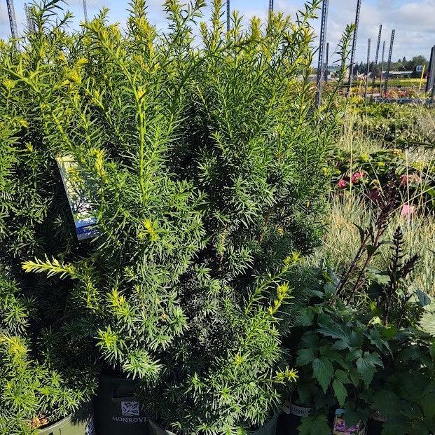 Taxus × media 'Hicksii' - Hick's Yew