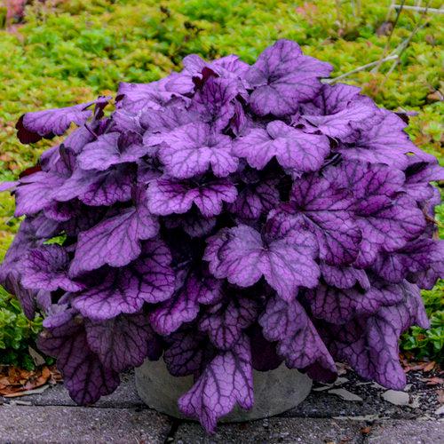 Heuchera 'Wild Rose' - Primo® Wild Rose Heuchera