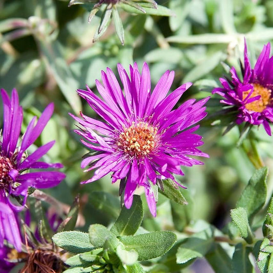 Aster nov-ang. 'Purple Dome' - Purple Dome New England Aster