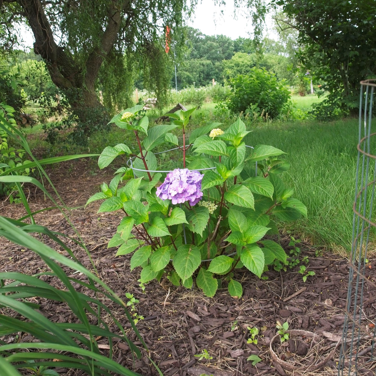 Hydrangea macrophylla 'P11HM-11' - Endless Summer® Bloomstruck® Hydrangea