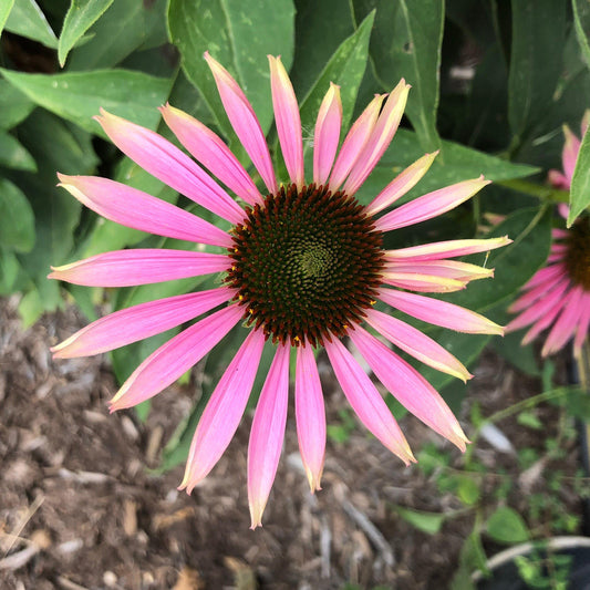 Echinacea purpurea 'Green Twister' - Green Twister Echinacea, Coneflower
