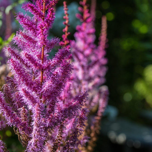 Astilbe chinensis 'Purpurkerze' - Purple Candles Chinese Astilbe