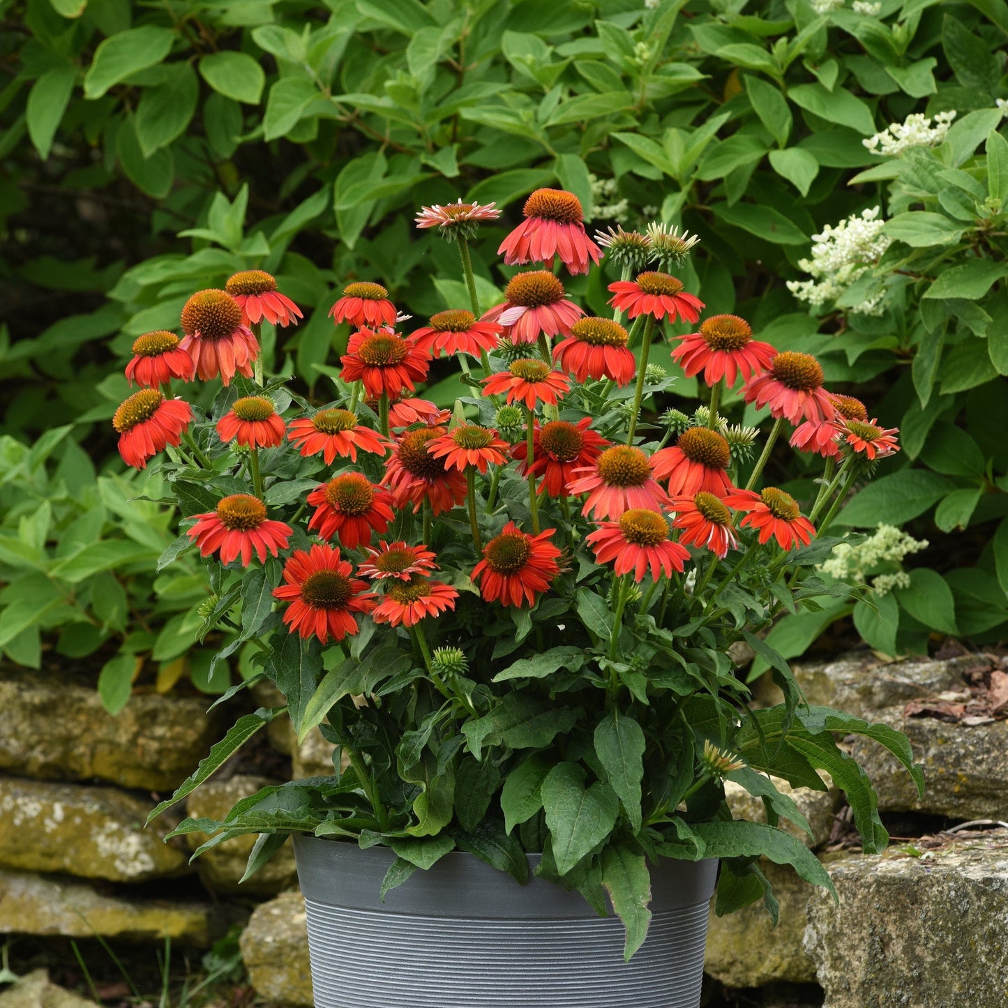 Echinacea 'PAS1257973' - Artisan™ Red Ombre Coneflower