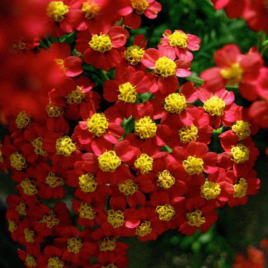 Achillea millefolium 'Strawberry Seduction' - Strawberry Seduction Yarrow
