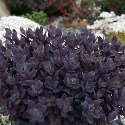 Sedum rupestre 'Pldaz2018' - Sedum Sunsparkler® Plum Dazzled