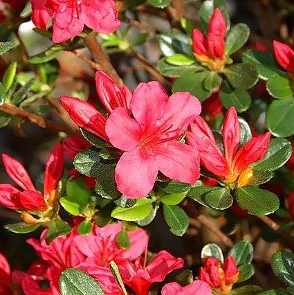 Rhododendron x 'Hino Crimson' - Hino Crimson Azalea