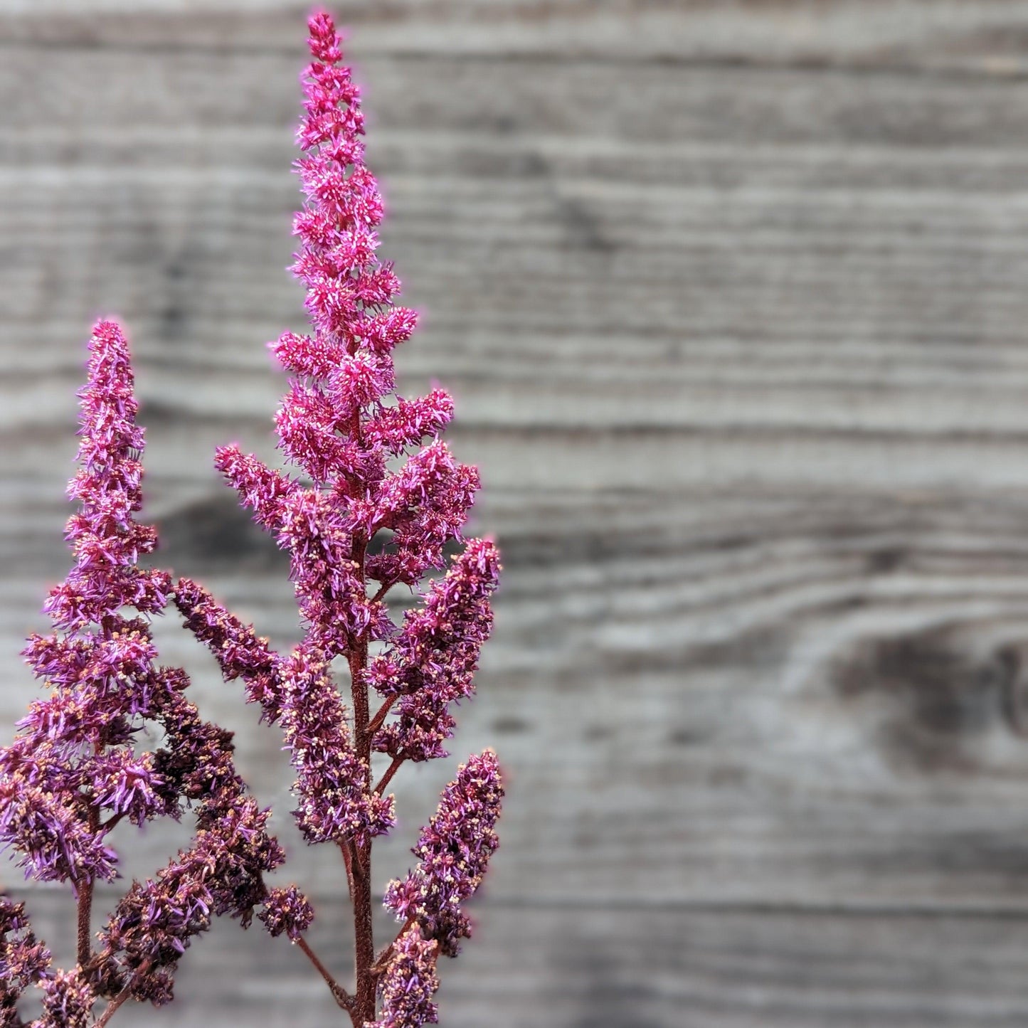 Astilbe chinensis 'Vision in Red' - Vision in Red Chinese Astilbe