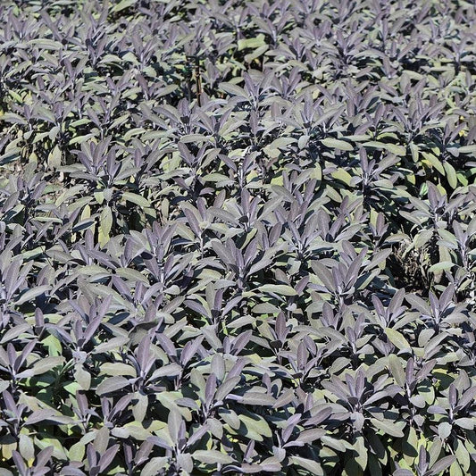 Salvia officinalis ‘Purpurascens’ - Purple Sage