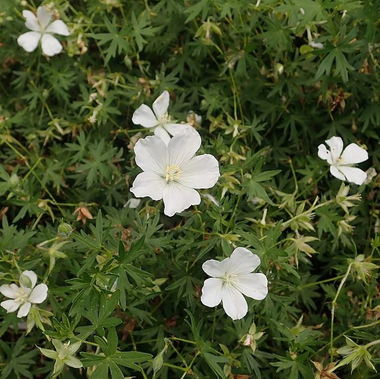 Geranium sanguineum 'Album' - White Bloody Cranesbill