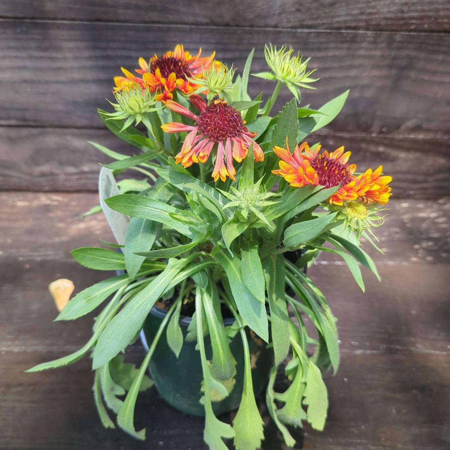 Gaillardia 'Copper Sun' - Spintop™ Copper Sun Blanket Flower