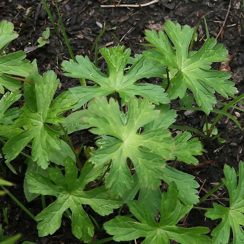 Geranium maculatum - Wild Cranesbill