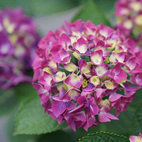 Hydrangea macrophylla 'SMNHML' - Wee Bit Giddy® Hydrangea