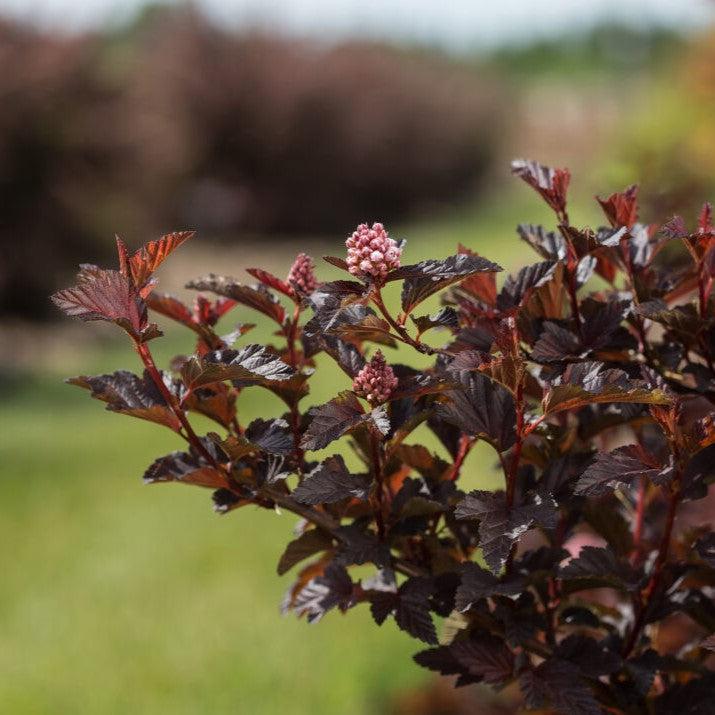 Physocarpus opulifolius 'UMNHarpell' PP30,792 - First Editions® Fireside® Ninebark