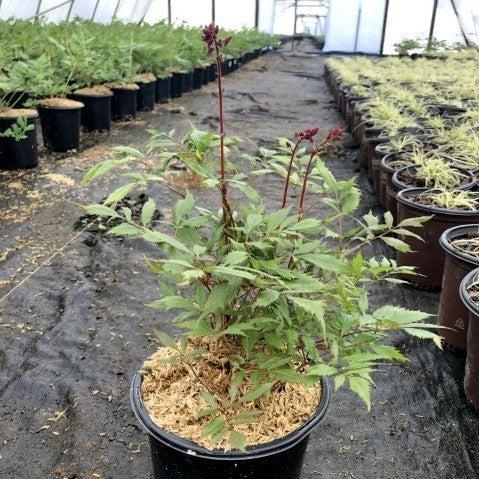 Astilbe x arendsii 'Fanal' - Fanal Astilbe