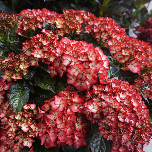 Hydrangea macrophylla 'Hokomabebos’ - Bloomin' Easy® Kimono Hydrangea