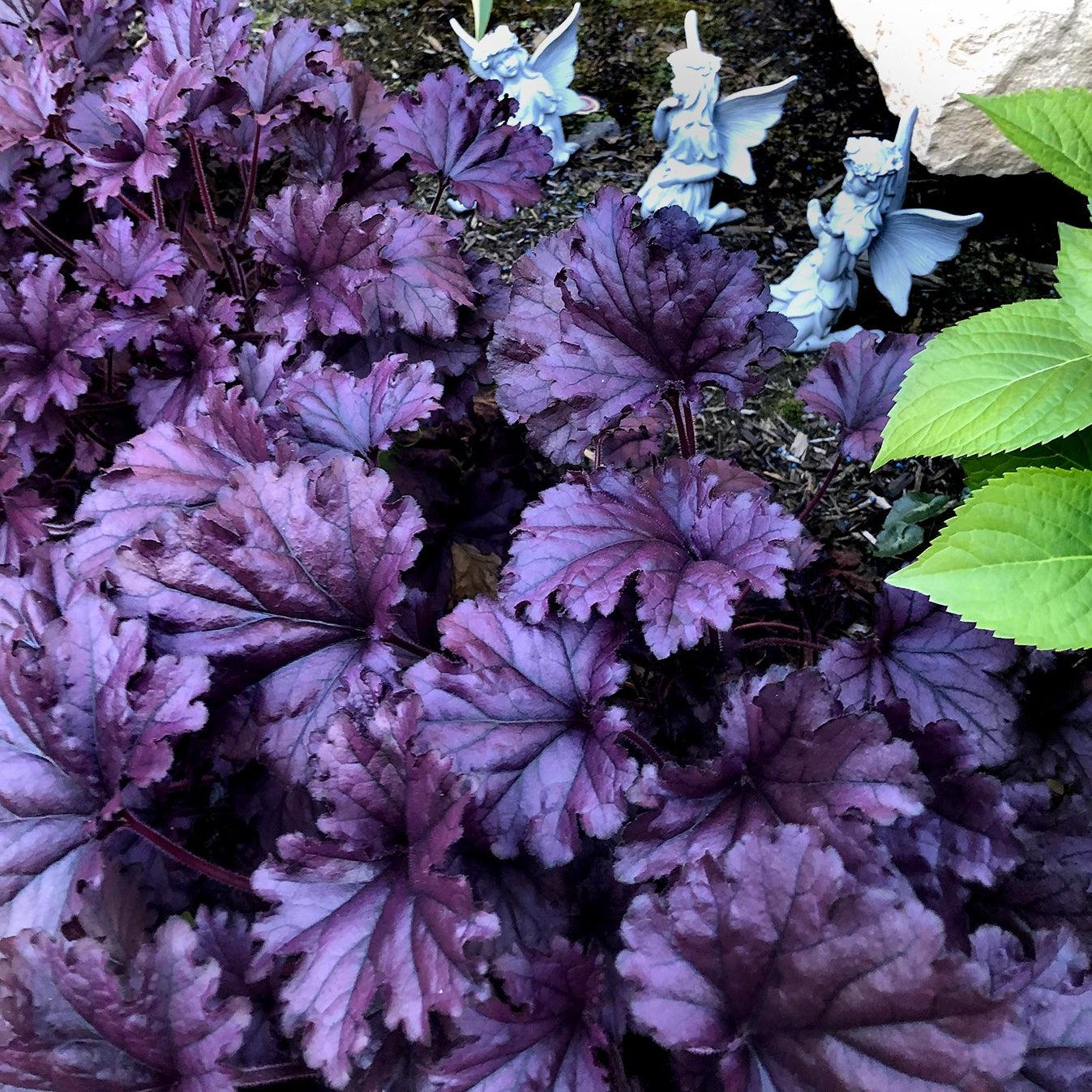 Heuchera x 'TNHEUFP' - Forever® Purple Coral Bells