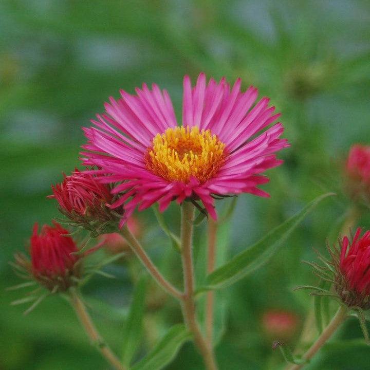 Aster novae-angliae 'Alma Potchke' - Alma Potchke New England Aster