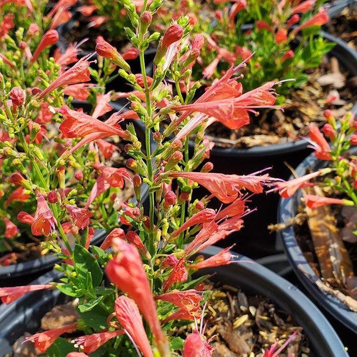 Agastache ‘Kudos Red’ - Kudos™ Red Hummingbird Mint, Hyssop