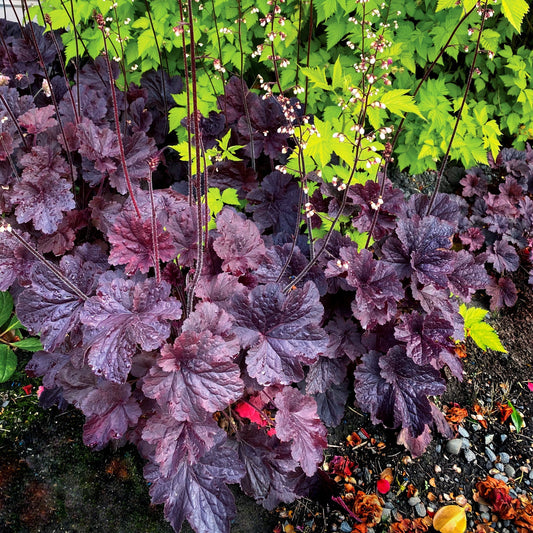 Heuchera 'TNHEUNEB' - Northern Exposure™ Black Heuchera