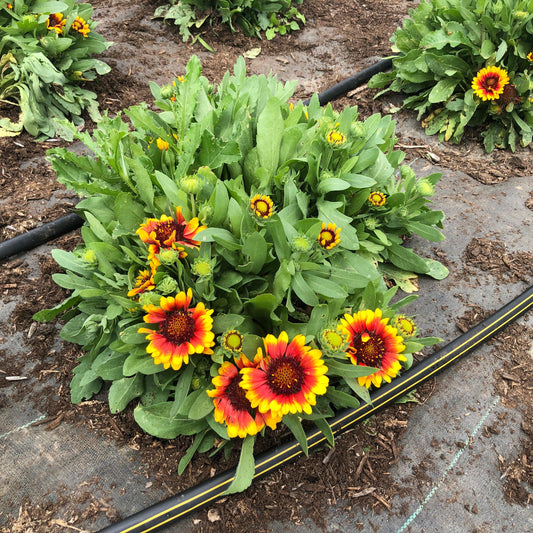 Gaillardia aristata 'Spintop Red Starburst' - Spintop™ Red Starburst Blanket Flower